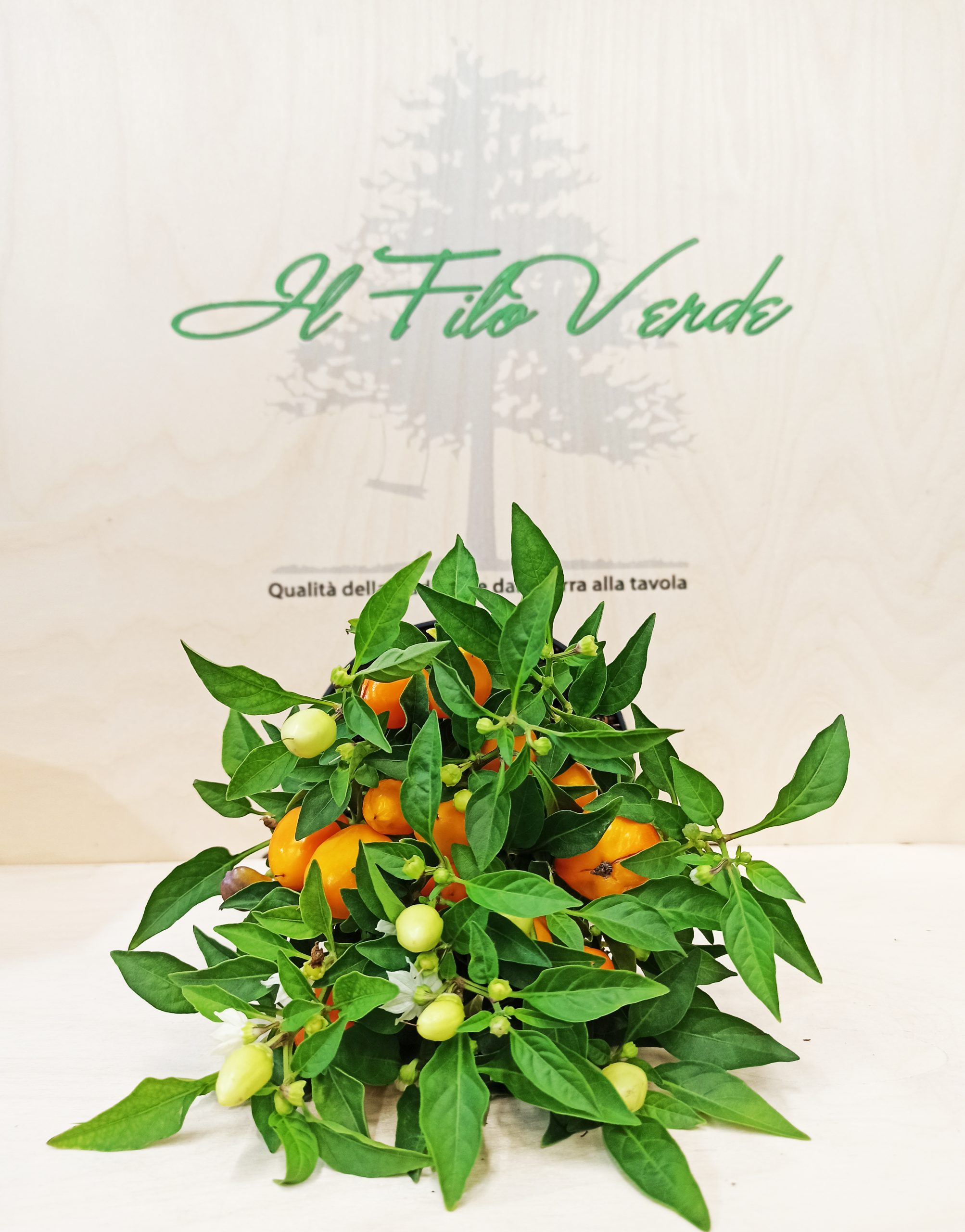 https://www.ilfiloverdesrl.it/wp-content/uploads/2021/07/PEPERONCINO-piccante-giallo-scaled.jpg