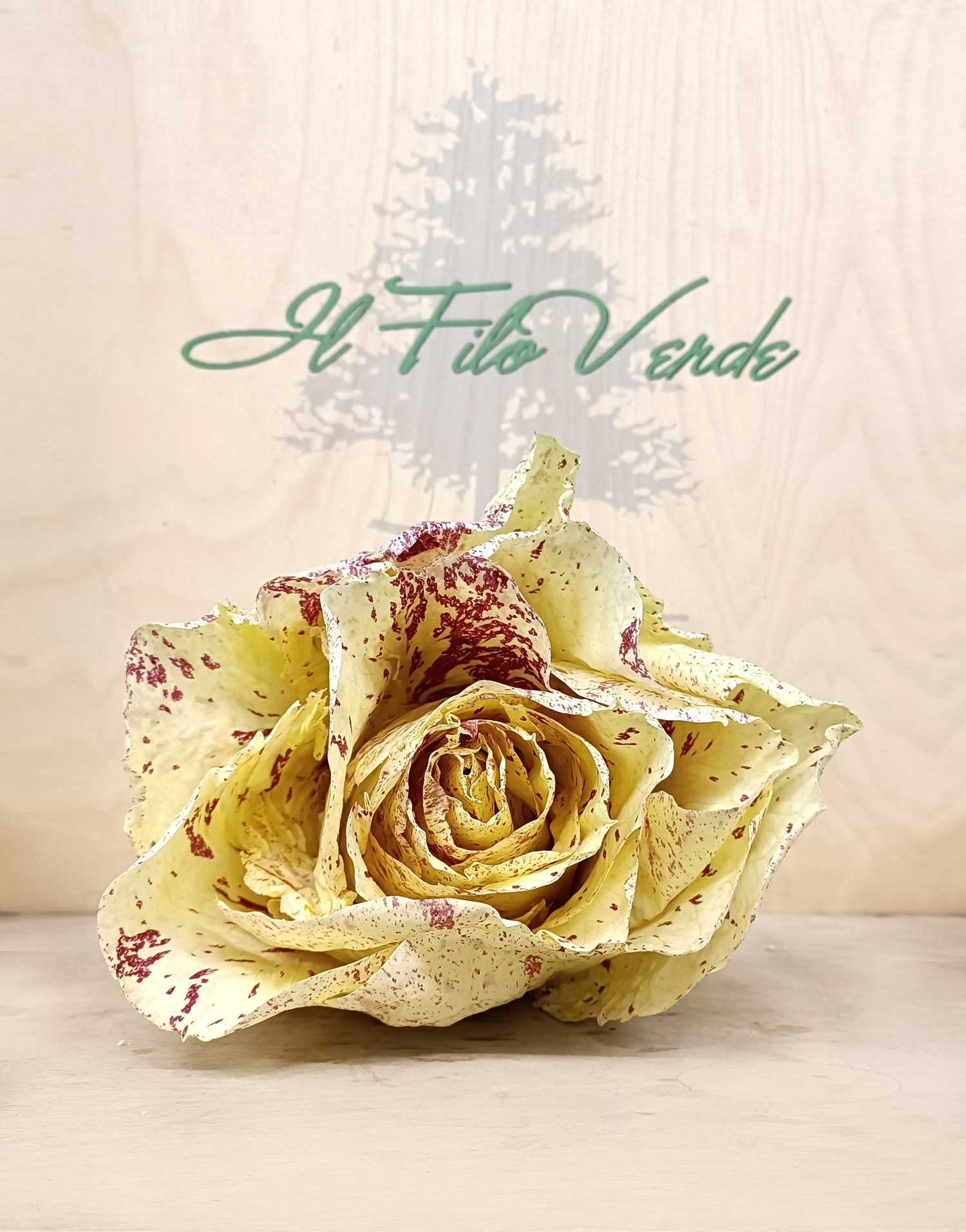 https://www.ilfiloverdesrl.it/wp-content/uploads/2024/04/radicchio-variegato.jpg